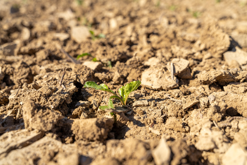 Die Basis für erfolgreiches Pflanzenwachstum