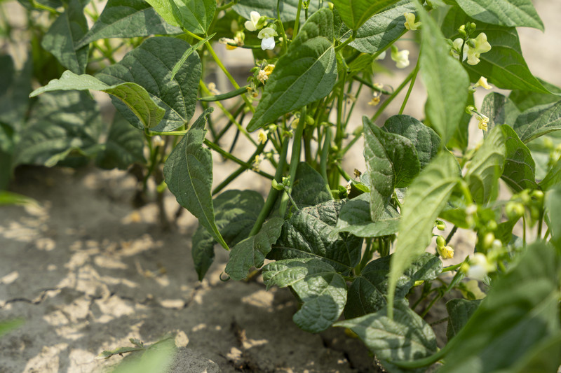 Die Basis für erfolgreiches Pflanzenwachstum